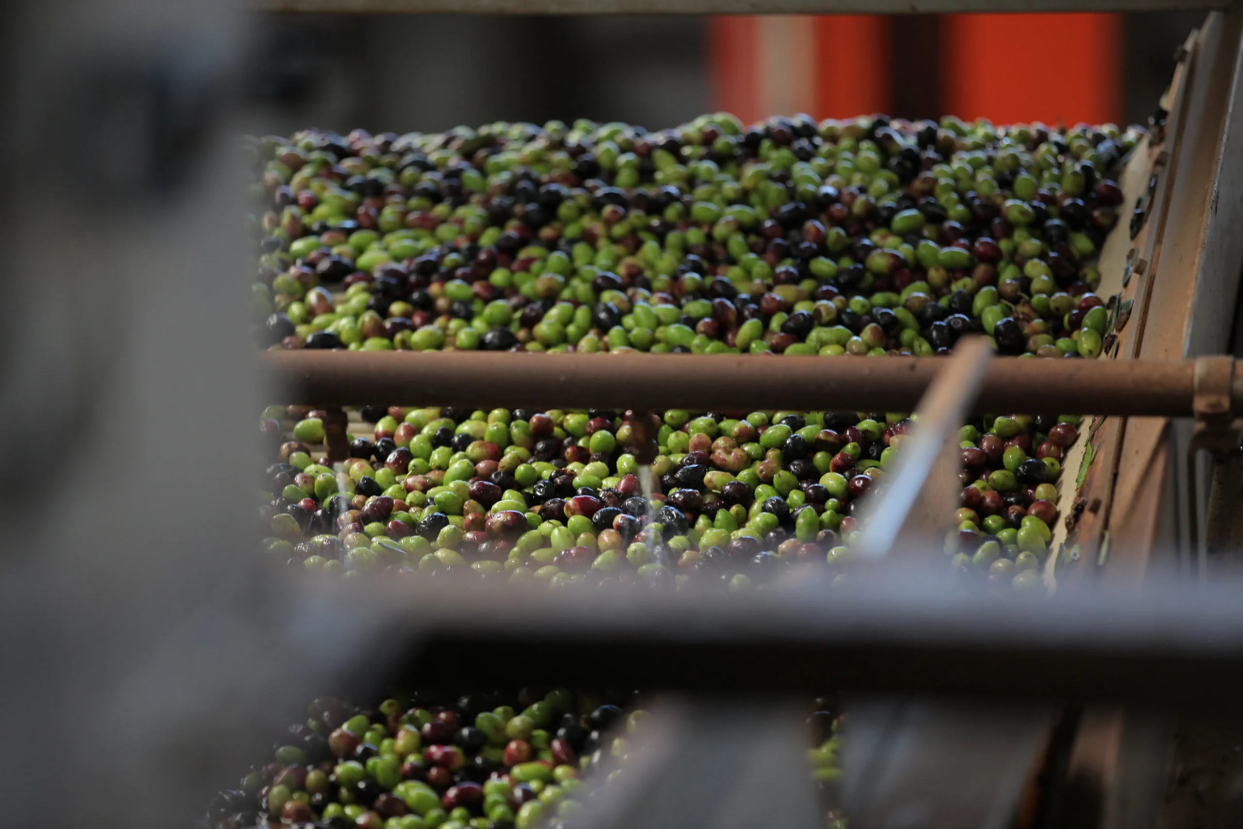 Processo di separazione delle foglie e lavaggio delle olive in un impianto di frantoio.